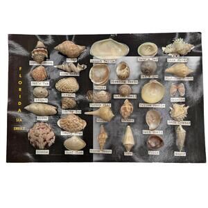 Vintage Koppel Color Giant Postcard Sea Shells in Florida USA 9” X 6”